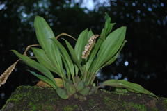 Pholidota pallida